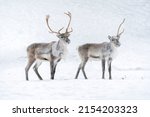 Reindeers out in the snow in Finnish Lapland winter.