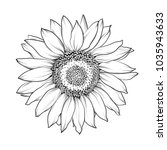 Sunflower Isolated On White.