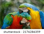 Small photo of Colorful macaw parrots affection together in Pantanal, Brazil