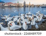 Group of Swans floating on Vltava river of Prague at dramatic dawn, Czech Republic