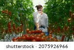 Small photo of Cherry tomato harvest farmer collect at sunlight greenhouse. Farm woman professional picking check vegetable farmland. Workwoman inspect ripe fresh tasty vegeculture industry. Agro cultivation concept