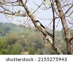 Small photo of The Fiscal Shrike, or Southern Fiscal, a Beautiful, yet gruesome killer.