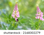 Bumblebee Pollinate Flowers On...