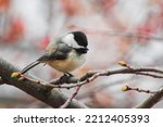 Small photo of Chuffed Chickadee. Black Capped Chickadee (Poecile atricapillus). Proud to be small, proud to be sit on twigs with fresh new buds in springtime. Horizontal, landscape, background. Minnesota