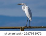 Great Day for a Great Egret (Ardea alba). White plumage of a large water bird with dark blue sky background. Standing on a metal rail in California