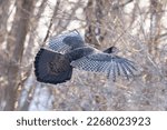 Small photo of Turkey's Flight. Female Wild Turkey (Meleagris gallopavo) take to its wings, for a short time. Incapable of short flight, these large fowl get airborne and glide a ways to escape danger