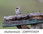 Small photo of A Sparrow's Song. Wide and far travel the shrill notes of the undignified and unassuming Song Sparrow (Melospiza melodia). From its rough wooden post it sings for all to hear