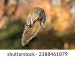 Small photo of Leap of Faith, Eastern Gray Squirrel (Sciurus carolinensis) makes gigantic jump from its perch. Warm fall colors in the background as the cute fuzzy rodent soars through the air, preparing for landing
