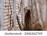 Small photo of Chainlink fence creates a barrier to the free movement of urban wildlife. Vines grow up the weathered metal while a Wild Turkey (Meleagris gallopavo) assesses the obstacle before it, an unnatural foe