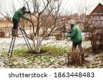 gardening team, cute caucasian female gardeners pruning apple tree branches with hedge trimmer and pruning shears, concept winter spring tree pruning and winter garden care