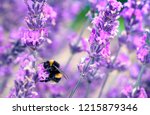 Bee Pollinating Herbal Lavender ...