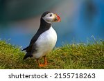 Atlantic puffin in the...