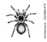 tarantula spider hand drawing... | Shutterstock .eps vector #1063881479