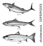 Mackerel Sardine Salmon Fishes...
