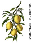 Lemon Branch Illustration...