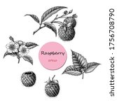 raspberry fruit botanical... | Shutterstock .eps vector #1756708790