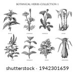 Botanical Herbs Collection Hand ...