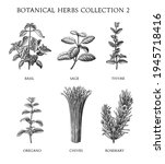 botanical herbs collection hand ... | Shutterstock .eps vector #1945718416