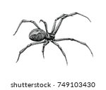 Black Widow Spider Hand Drawing