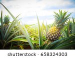 Pineapple Tropical Fruit...