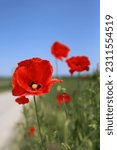 Small photo of Close up of the red wild poppy flowers in the green wheat field. Poppy stamens and pistil. Blue clean sky on a hot windy summer sunny day. Copy space Side view. Selective focus. Blurred background.