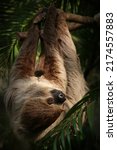 Small photo of Two-toed Sloth (Choloepus didactylus) All four arms and legs were the same length. two bent nails gray-brown fur