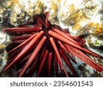 Small photo of Phyllacanthus imperialis, Hedgehog companion, Imperial urchin spear, Imperial sea urchin, Imperial urchin, Pencil sea urchin