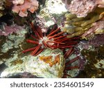 Small photo of Phyllacanthus imperialis, Hedgehog companion, Imperial urchin spear, Imperial sea urchin, Imperial urchin, Pencil sea urchin