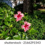 Two Beautiful Hibiscus In A...