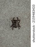 Small photo of a scarabaeus found on the asphalt in front of my house.