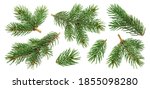 Christmas tree branches isolated on white background with clipping path, collection