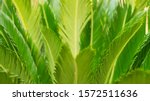 Small photo of leaves palm trees green subtler small