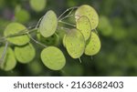 Small photo of Lunaria or dollar plant, money-in-both-pockets, money plant, moneywort, moonwort, and silver dollar. The Latin name Lunaria means "moon-like" and refers to the plants decorative seedpods. Seeds.