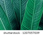 green leaf texture background | Shutterstock . vector #1207057039
