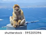 Monkey In Gibraltar  Barbary...