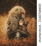 Baboon Mother With Baby Baboon
