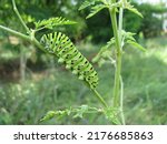 Papilio machaon swallowtail...