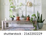 Small photo of Urban jungle with many different potted plants interior home gardening with white walls board and batten interior design with plants