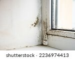 Mold and fungus on the wall and white window.