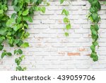 Climber Plant With White Brick...