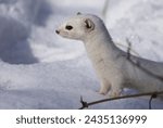Small photo of a curious white ermine (weasel) with pink ears stands facing camera in deep snow