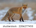 The Red Fox  Vulpes Vulpes 