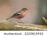 The common chaffinch or simply...