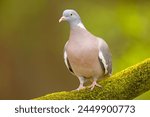 The common wood pigeon  columba ...