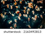 Small photo of Water flea (Daphnia sp.), small planktonic crustaceans usually used as fish food in aquariums, macro close-up