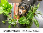 Dog in Houseplants Boho Home