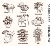 Sketch Mushrooms. Autumn Edible ...