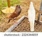 Small photo of Beautiful back view of White dove with Steiger cropper brown pigeon on dry straw at the zoo