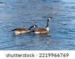 Canada geese enjoy open water on Fox River in Wisconsin in early March