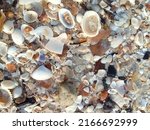 Small photo of expanse of shells and coral on the beach of Seribu Ranting of Indonesia